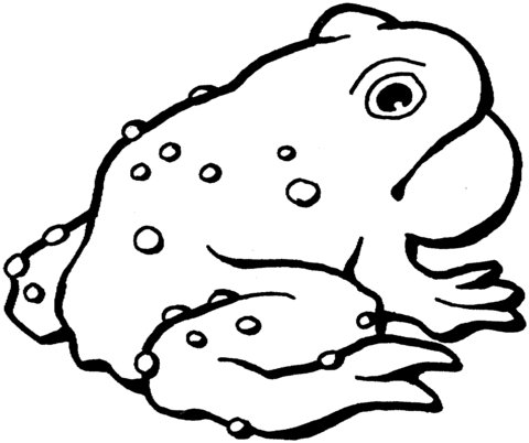Toad Coloring Pages american toad page supercoloring Printable Coloring4free