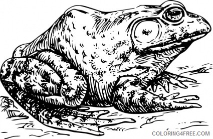 Toad Coloring Pages toad 50 jpg Printable Coloring4free