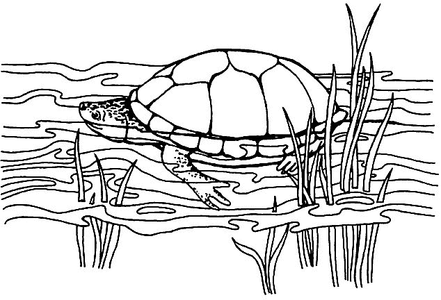 Tortoise Coloring Pages tortoise animal 4 Printable Coloring4free