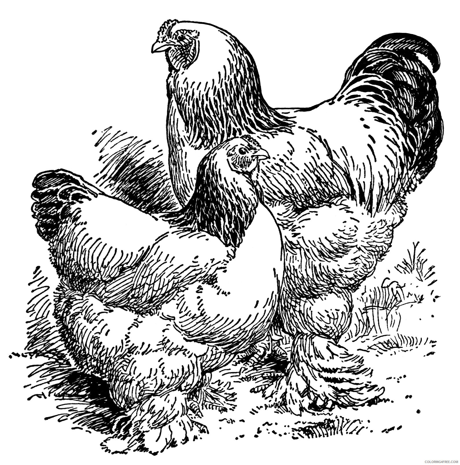 Vintage Rooster Coloring Pages farm animal image Printable Coloring4free
