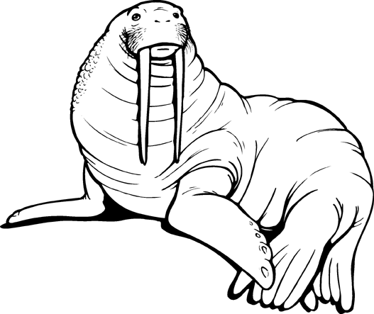 Walrus Coloring Pages walrus 80 gif Printable Coloring4free