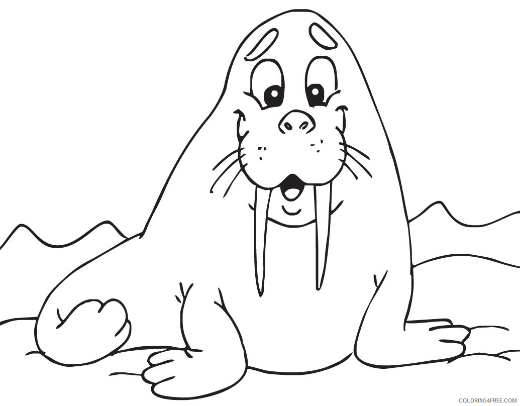 Walrus Coloring Pages walrus 91 jpg Printable Coloring4free