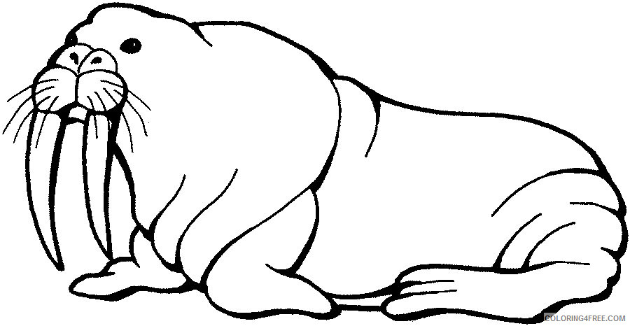 Walrus Coloring Pages walrus free that Printable Coloring4free