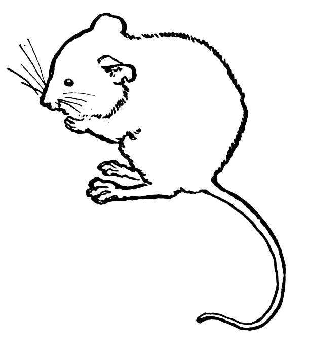 White Mouse Coloring Pages free mouse and animations Printable Coloring4free