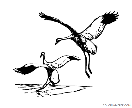 Whooping Crane Coloring Pages Whooping Crane 2 png Printable Coloring4free