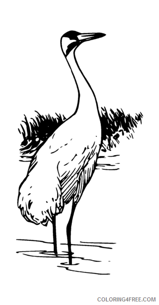 Whooping Crane Coloring Pages whooping crane 1 png Printable Coloring4free