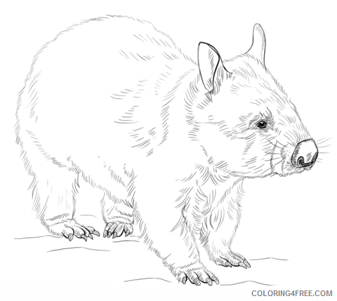 Wombat Coloring Pages wombat 43 png Printable Coloring4free