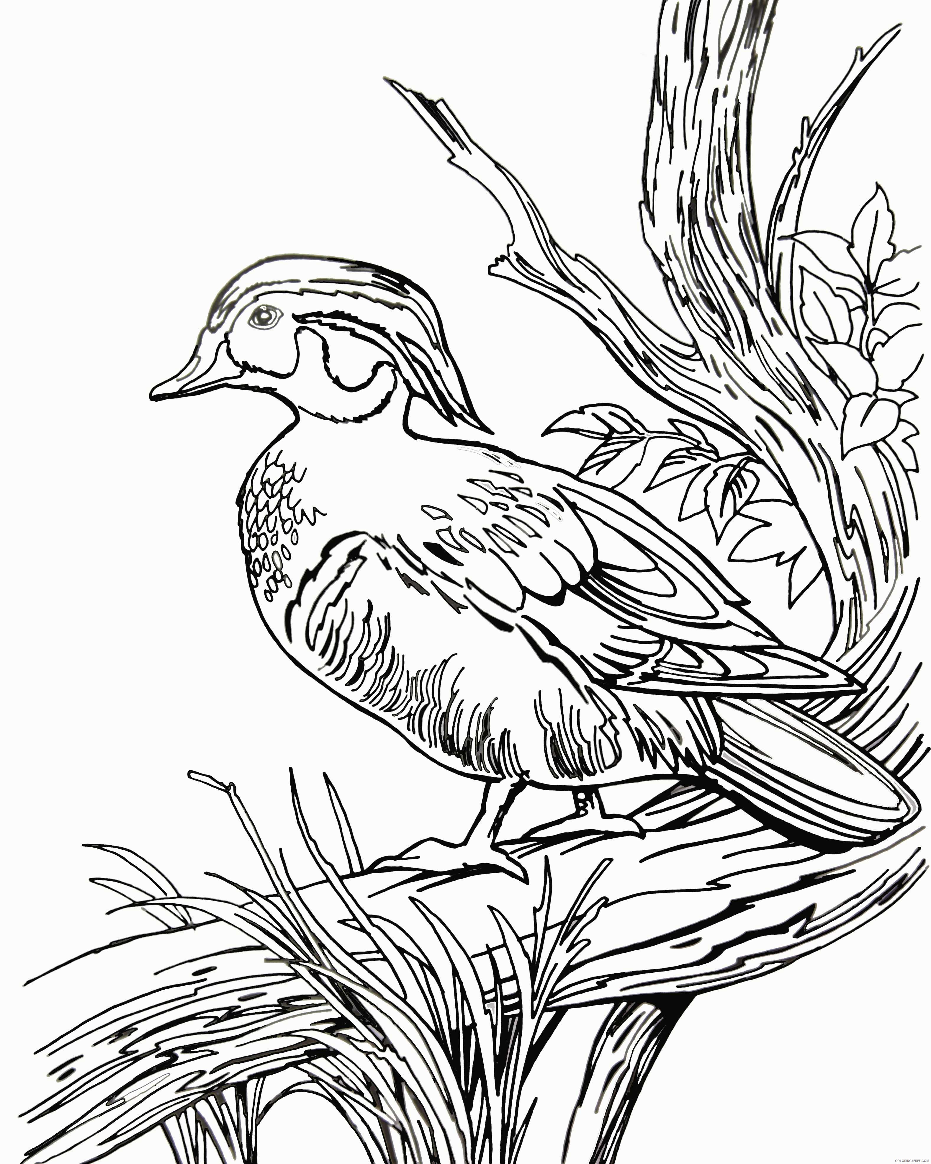 Wood Duck Coloring Pages a wood duck 2 Printable Coloring4free