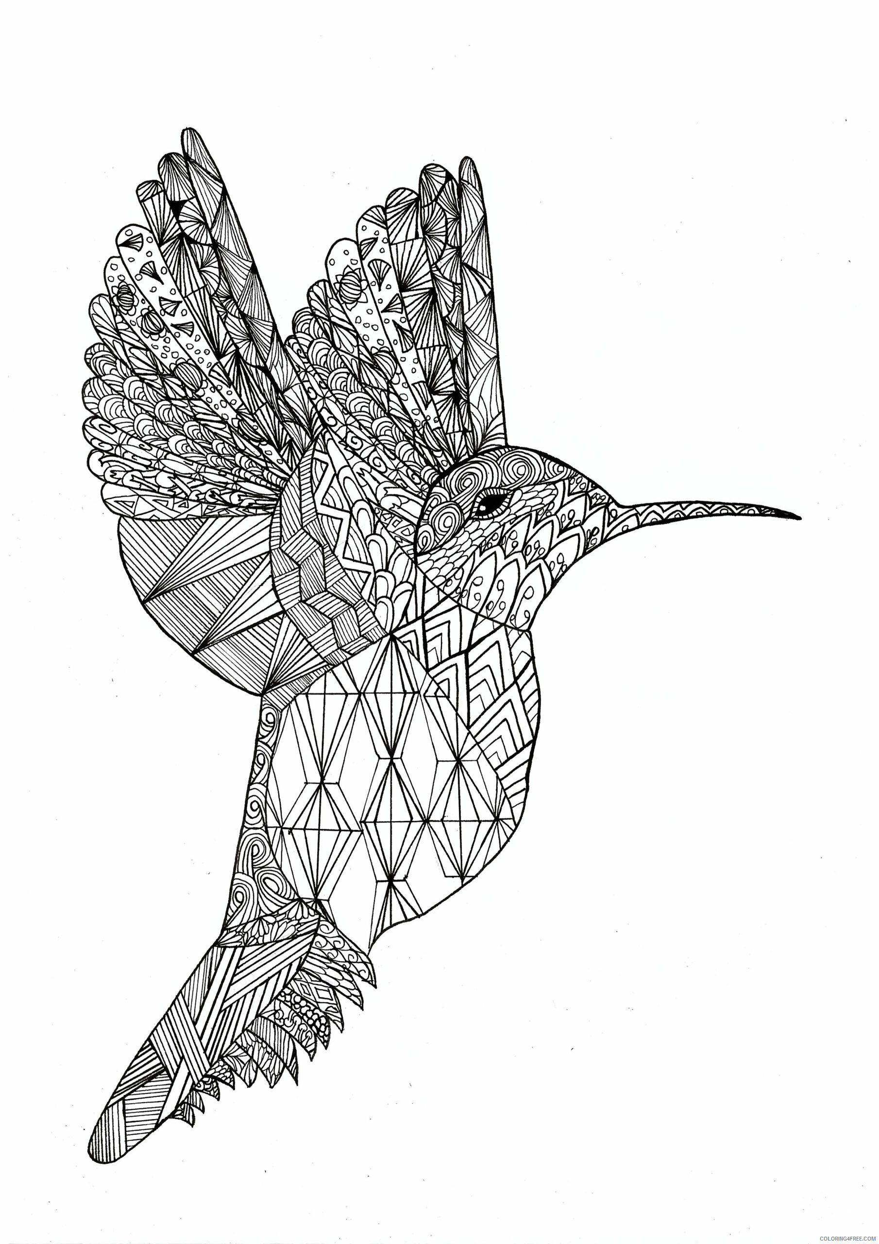 Bird Zentangle Coloring Pages coloriage colibri par chloe Printable 2020 634 Coloring4free