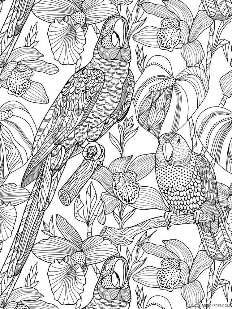 Bird Zentangle Coloring Pages zentangle birds 14 Printable 2020 650 Coloring4free