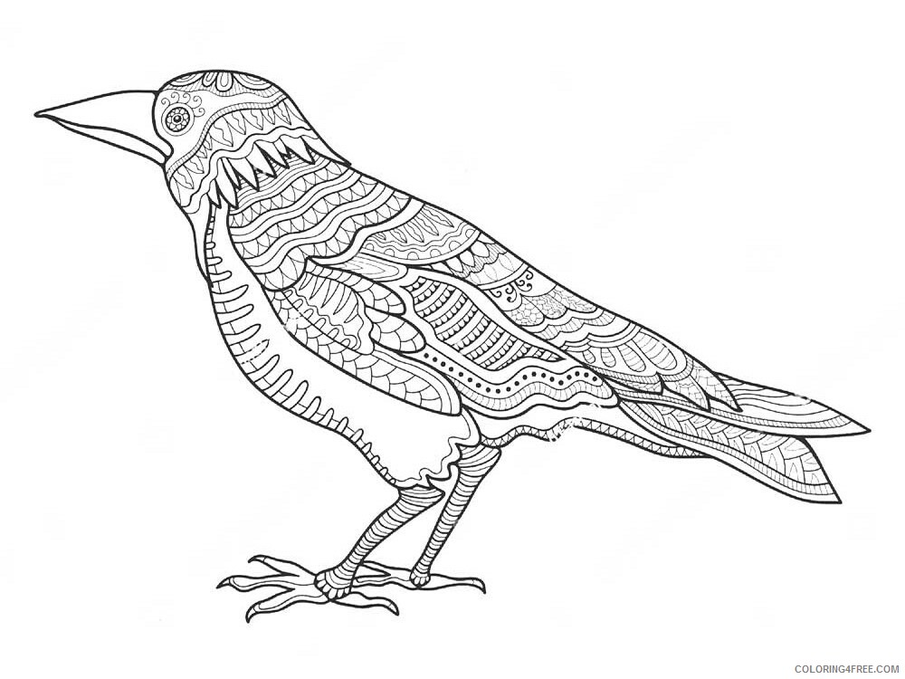 Bird Zentangle Coloring Pages zentangle crow 1 Printable 2020 670 Coloring4free