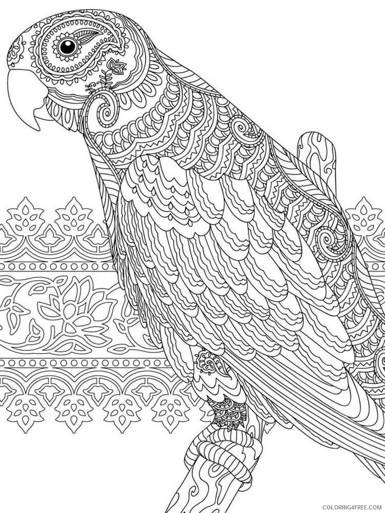 Bird Zentangle Coloring Pages Zentangle Parrot 11 Printable 2020 712 Coloring4free Coloring4free Com - steve the pirate parrot roblox