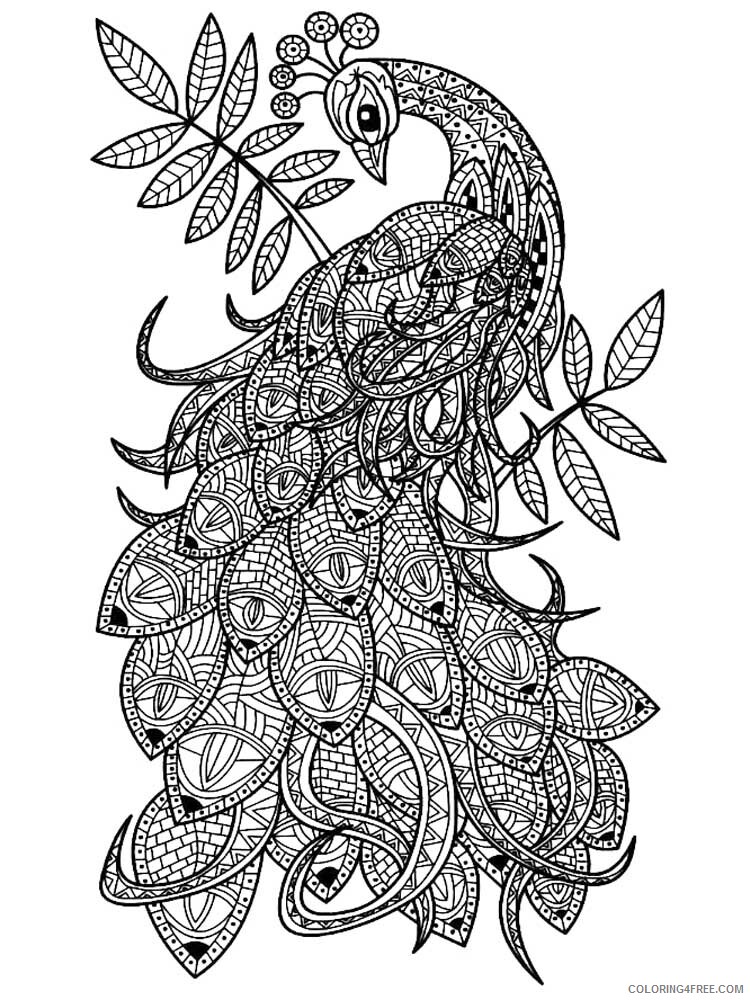 Bird Zentangle Coloring Pages zentangle peacock 13 Printable 2020 726 Coloring4free
