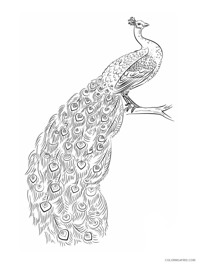 Bird Zentangle Coloring Pages zentangle peacock 2 Printable 2020 728 Coloring4free