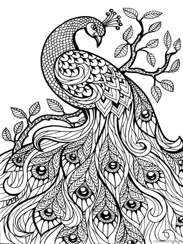 Bird Zentangle Coloring Pages zentangle peacock 6 Printable 2020 732 Coloring4free