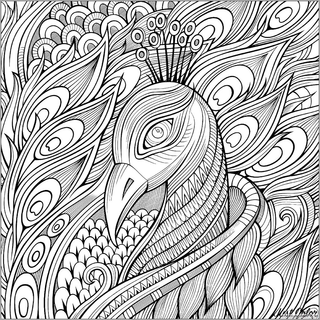 Bird Zentangle Coloring Pages zentangle peacock head unsmushed Printable 2020 735 Coloring4free