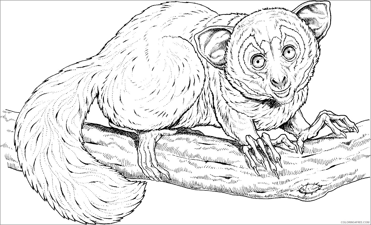Madagascar Coloring Pages TV Film aye aye on a branch animals 2020 04656 Coloring4free