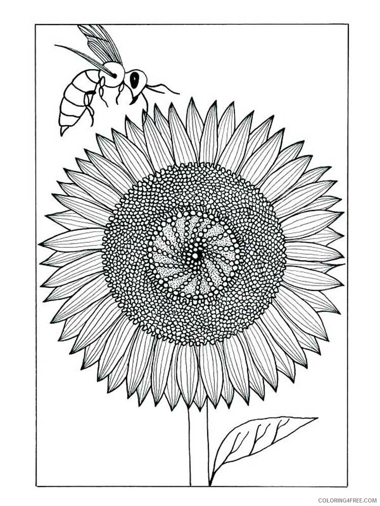 Zentangle Coloring Pages zentangle sunflower 6 Printable 2020 111 Coloring4free