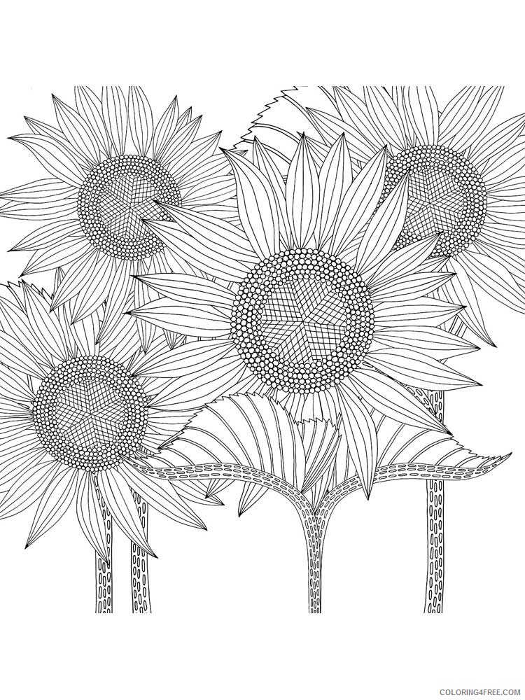 Zentangle Coloring Pages zentangle sunflower 7 Printable 2020 112 Coloring4free