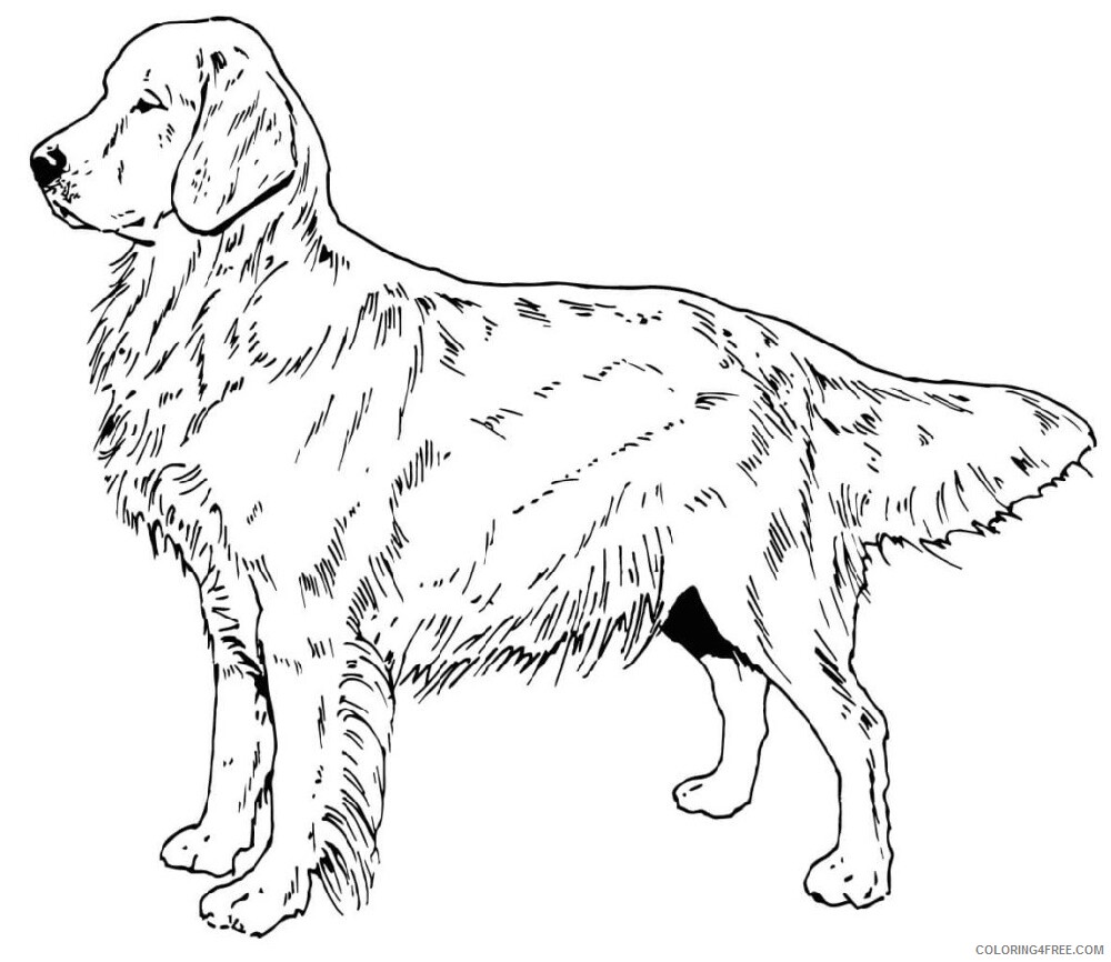 Adult Animals Coloring Pages Adult Golden Retriever Printable 2020 113 Coloring4free