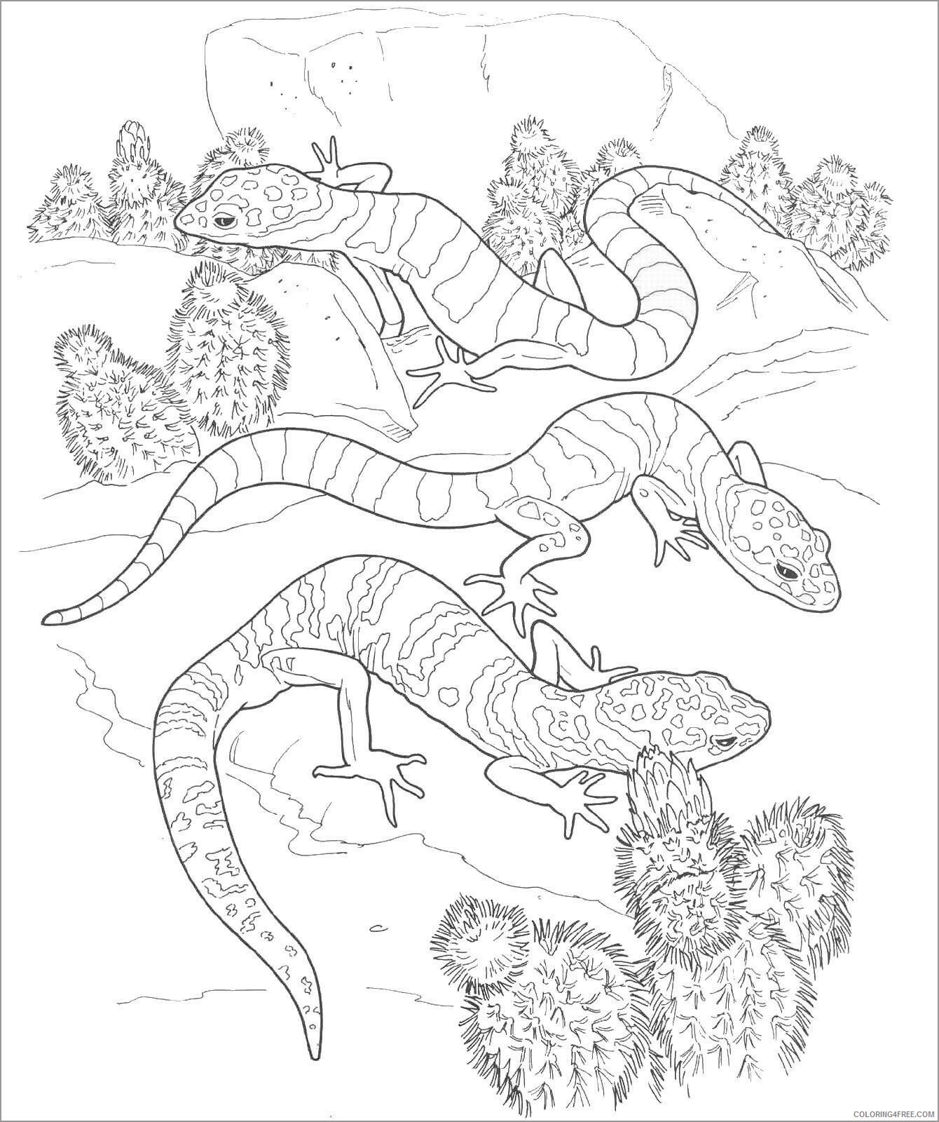 Adult Animals Coloring Pages desert animal lizard for adult Printable 2020 144 Coloring4free