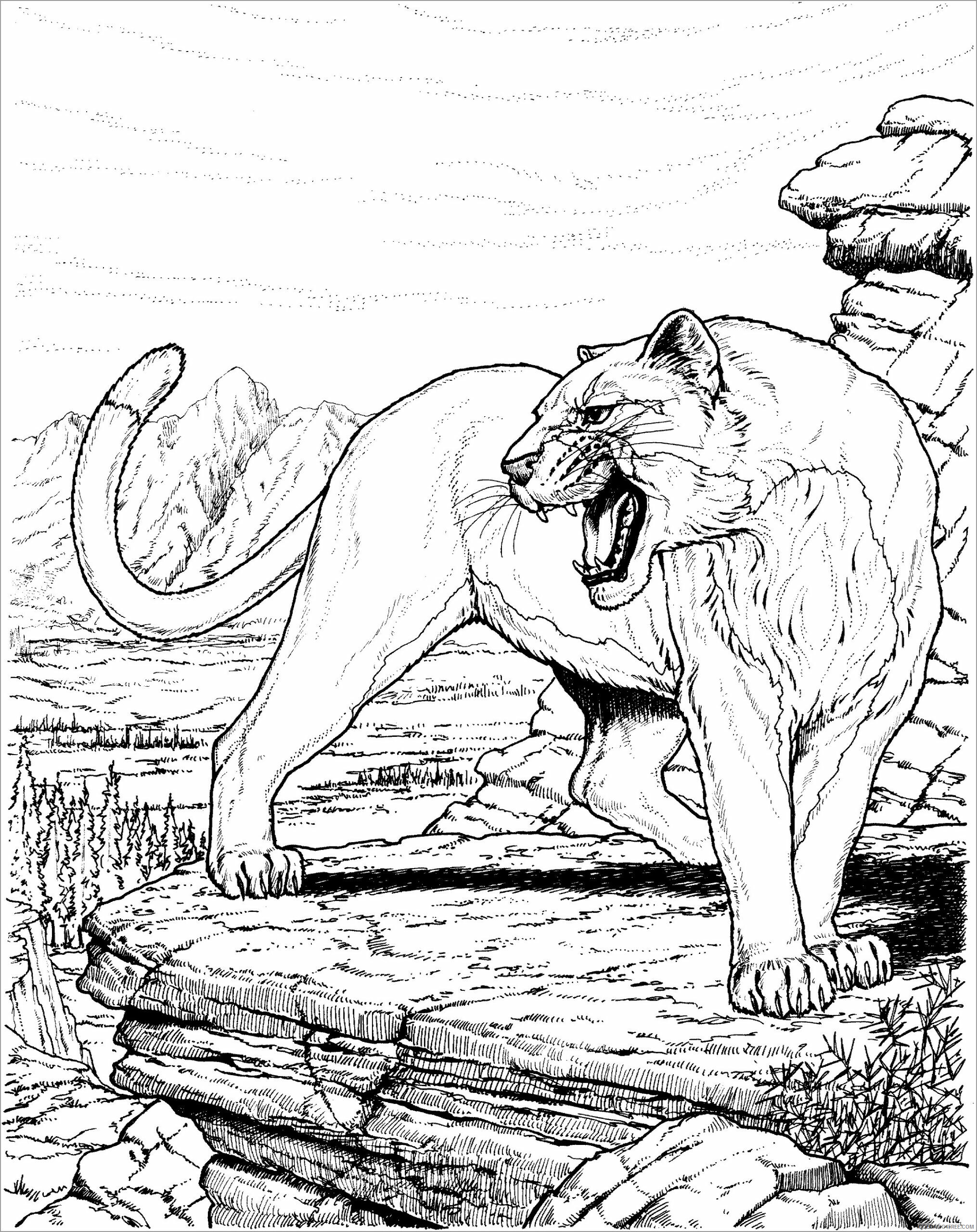 Adult Animals Coloring Pages free cougar for adult Printable 2020 150 Coloring4free
