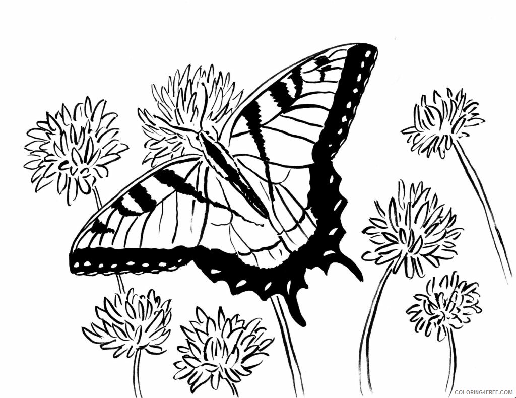 Adult Butterfly Coloring Pages Butterfly and Flowers Adult Printable 2020 181 Coloring4free