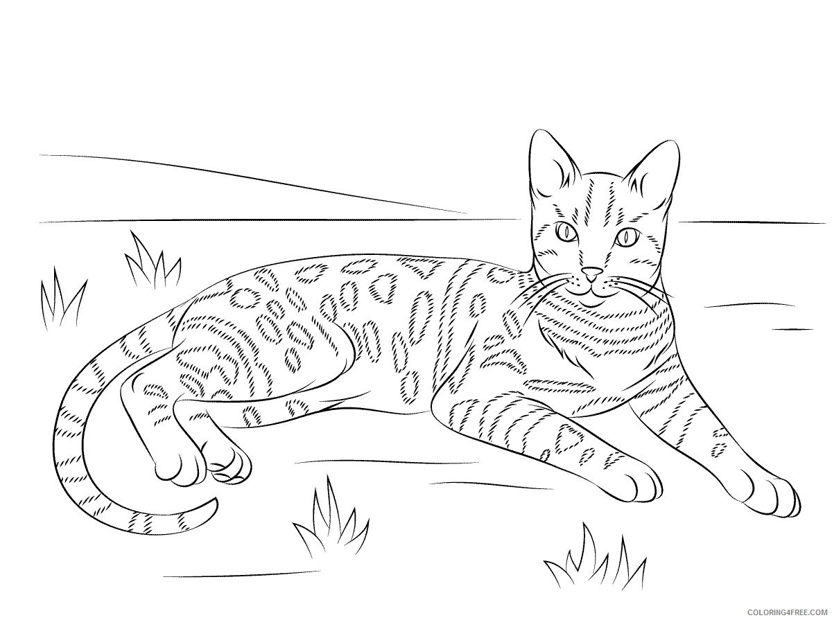 Adult Cat Coloring Pages Cat Easy Adult Printable 2020 200 Coloring4free