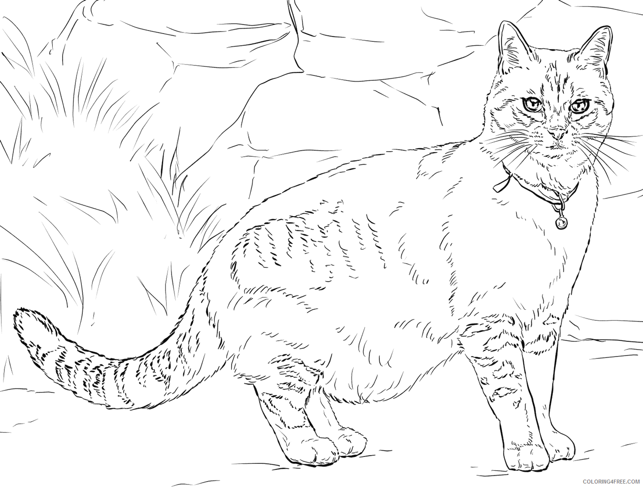 Adult Cat Coloring Pages Realist Adult Cat Printable 2020 217 Coloring4free