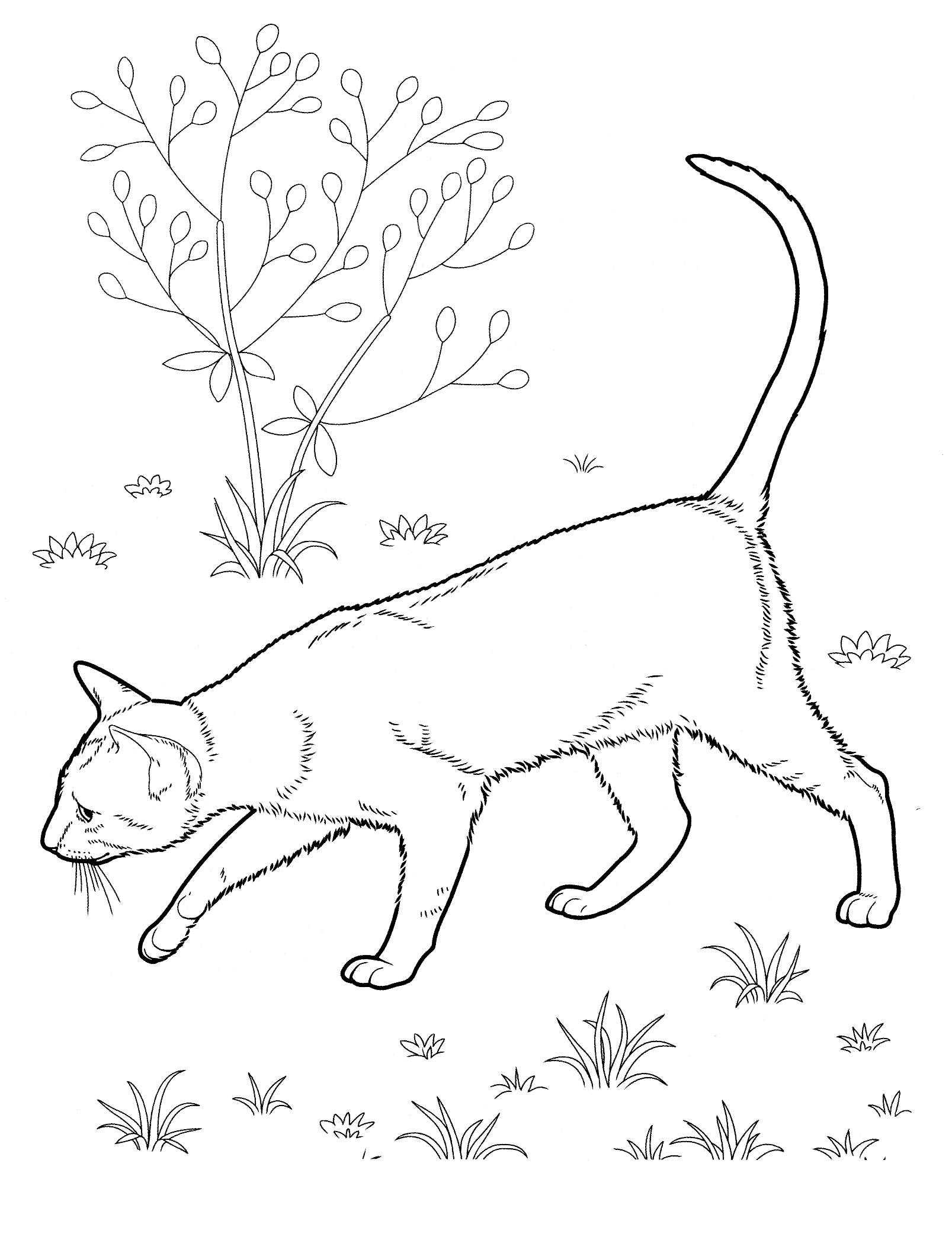 Adult Cat Coloring Pages Realistic Cat for Adults Printable 2020 218 Coloring4free