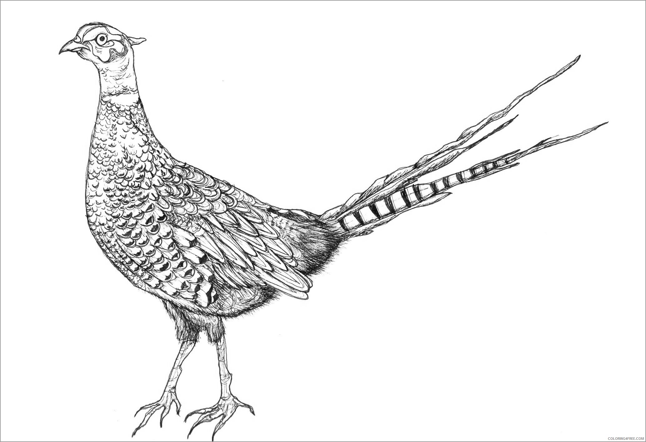 Adult Coloring Pages pheasants for adult Printable 2020 051 Coloring4free