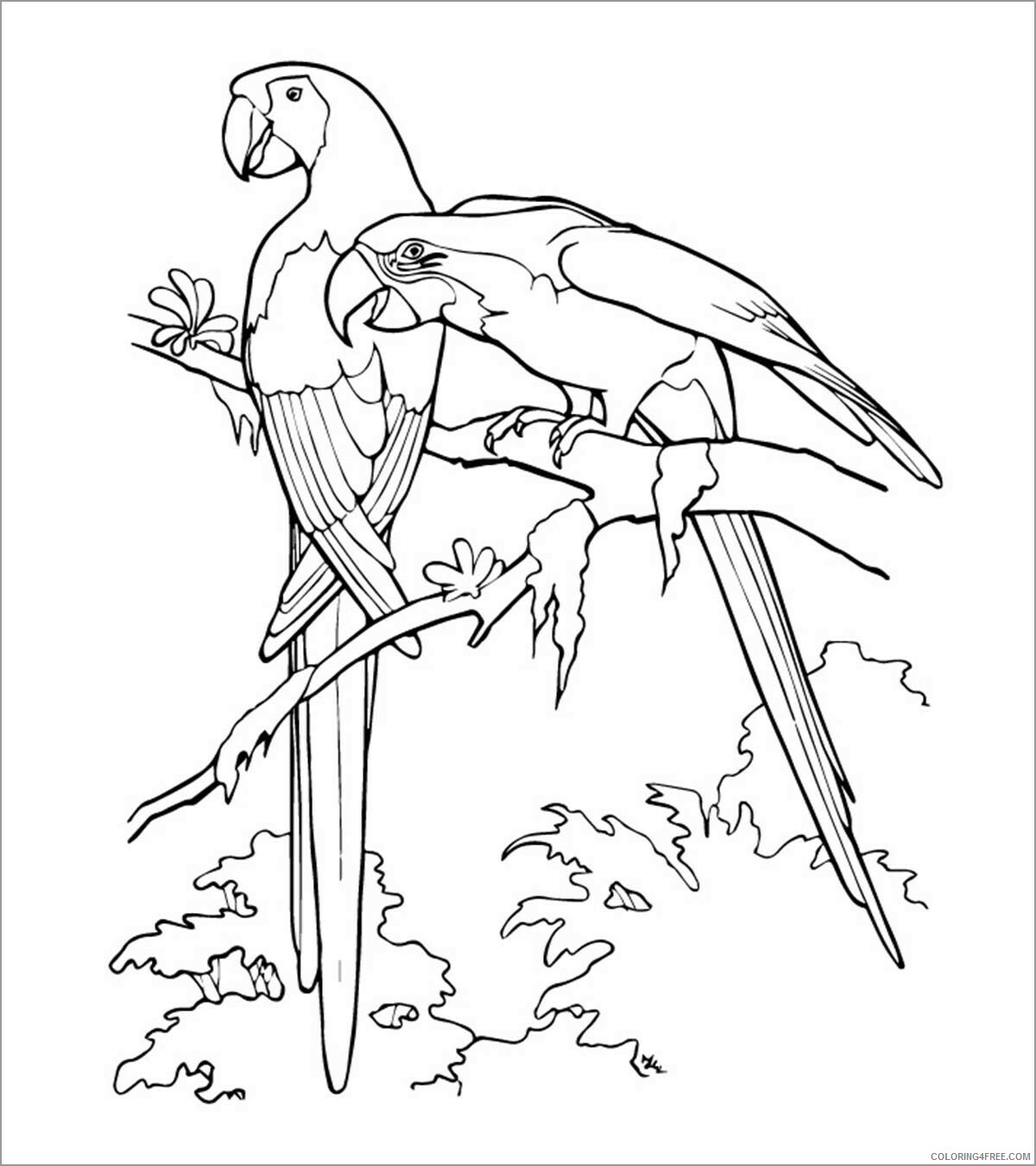 Adult Coloring Pages printable macaw for adults Printable 2020 054 Coloring4free