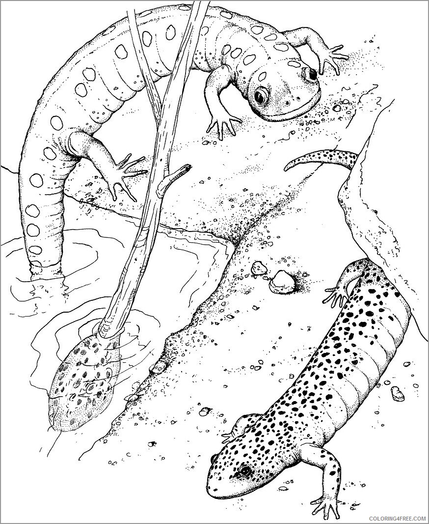 Adult Coloring Pages realistic salamander for adult Printable 2020 064 Coloring4free