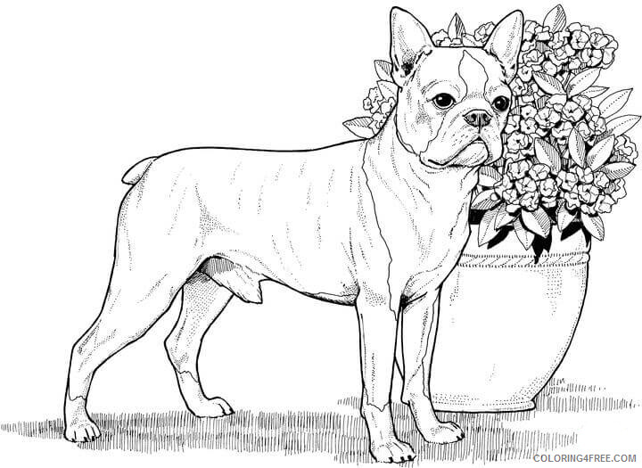 Adult Dog Coloring Pages Dog for Adults Realistic Printable 2020 232 Coloring4free