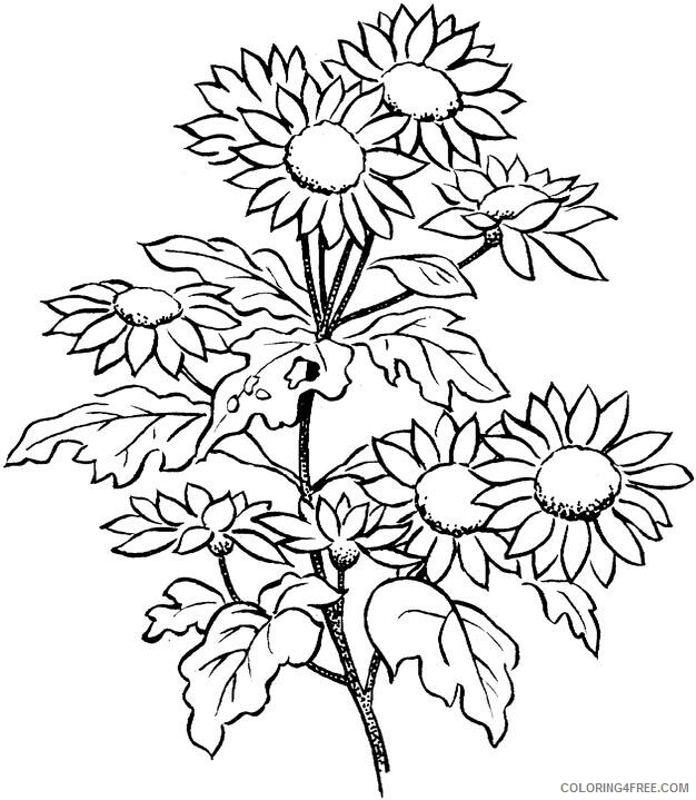 Adult Floral Coloring Pages Print Flower for Adults Printable 2020 373 Coloring4free