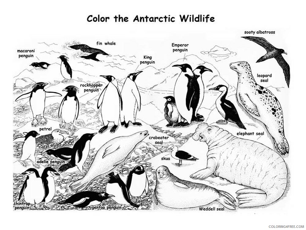 Antarctica Coloring Pages Countries of the World Educational Printable 2020 378 Coloring4free