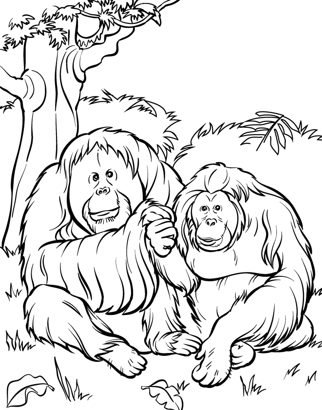 Zoo Coloring Pages for Kids Orangatan Zoo Animals Printable 2021 789 Coloring4free