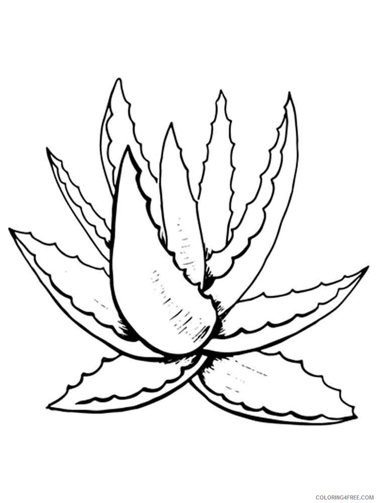 Aloe Coloring Pages Flowers Nature Aloe 1 Printable 2021 001 Coloring4free