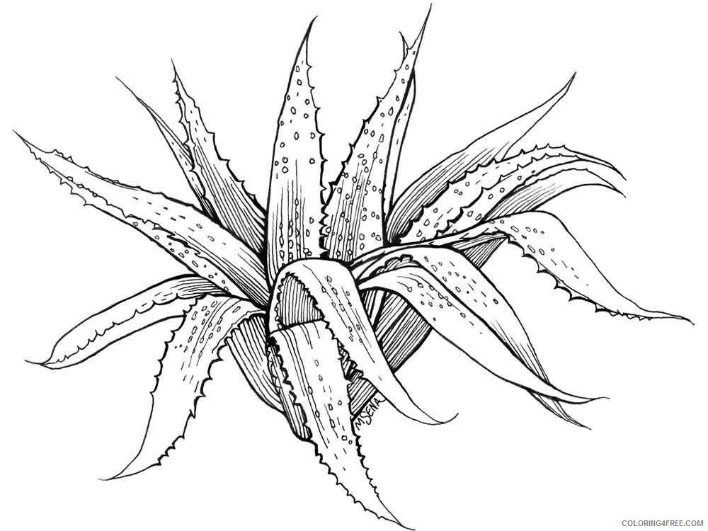 Aloe Coloring Pages Flowers Nature Aloe 3 Printable 2021 002 Coloring4free