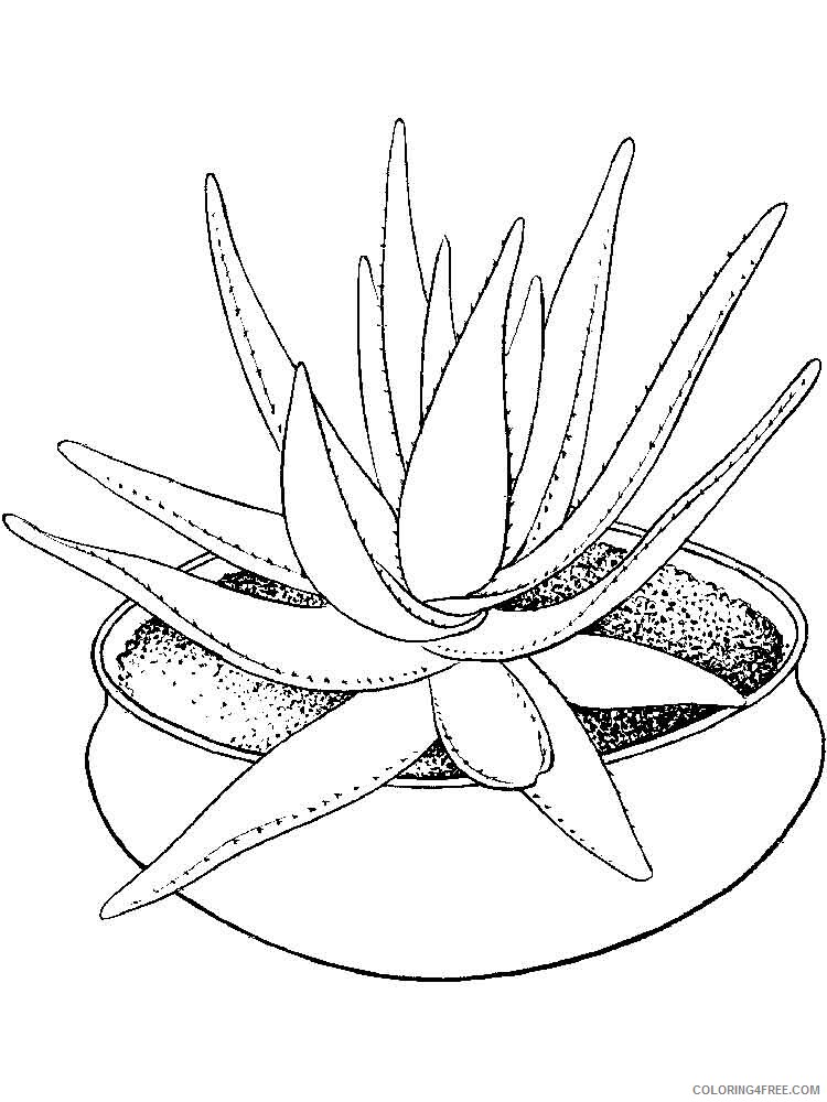 Aloe Coloring Pages Flowers Nature Aloe 6 Printable 2021 004 Coloring4free