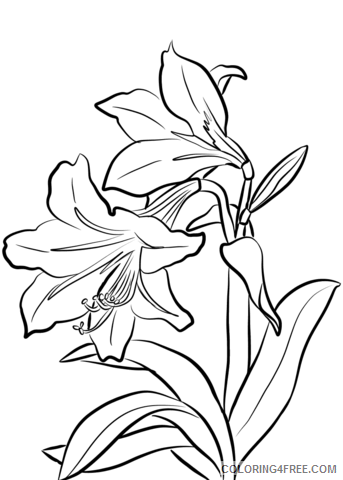 Amaryllis Coloring Pages Flowers Nature 1527065262_amaryllis Printable 2021 006 Coloring4free