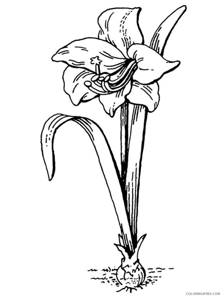 Amaryllis Coloring Pages Flowers Nature Amaryllis 5 Printable 2021 009 Coloring4free
