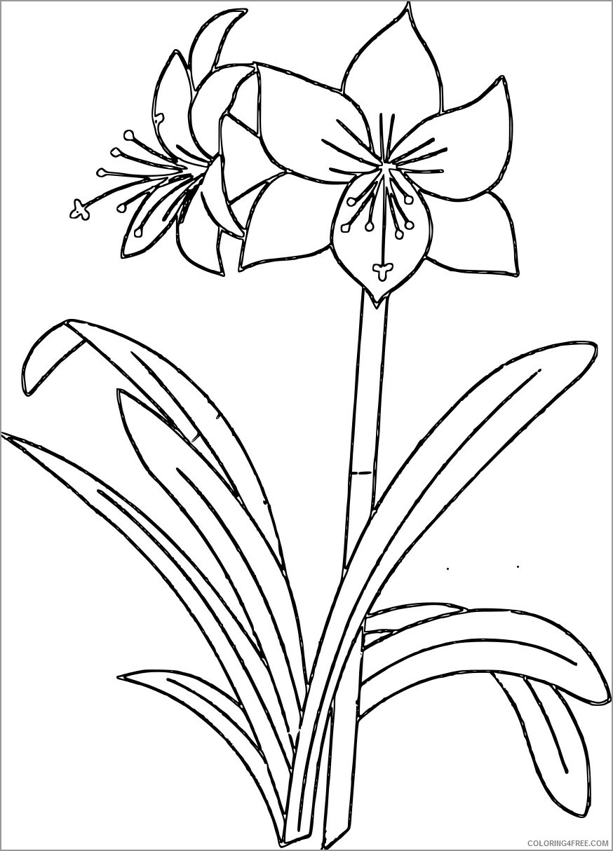 Amaryllis Coloring Pages Flowers Nature printable amaryllis Printable 2021 011 Coloring4free