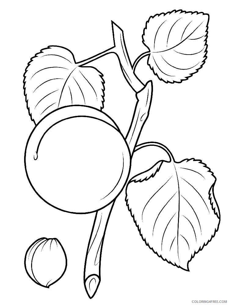 Apricot Coloring Pages Fruits Food Apricot fruits 11 Printable 2021 055 Coloring4free