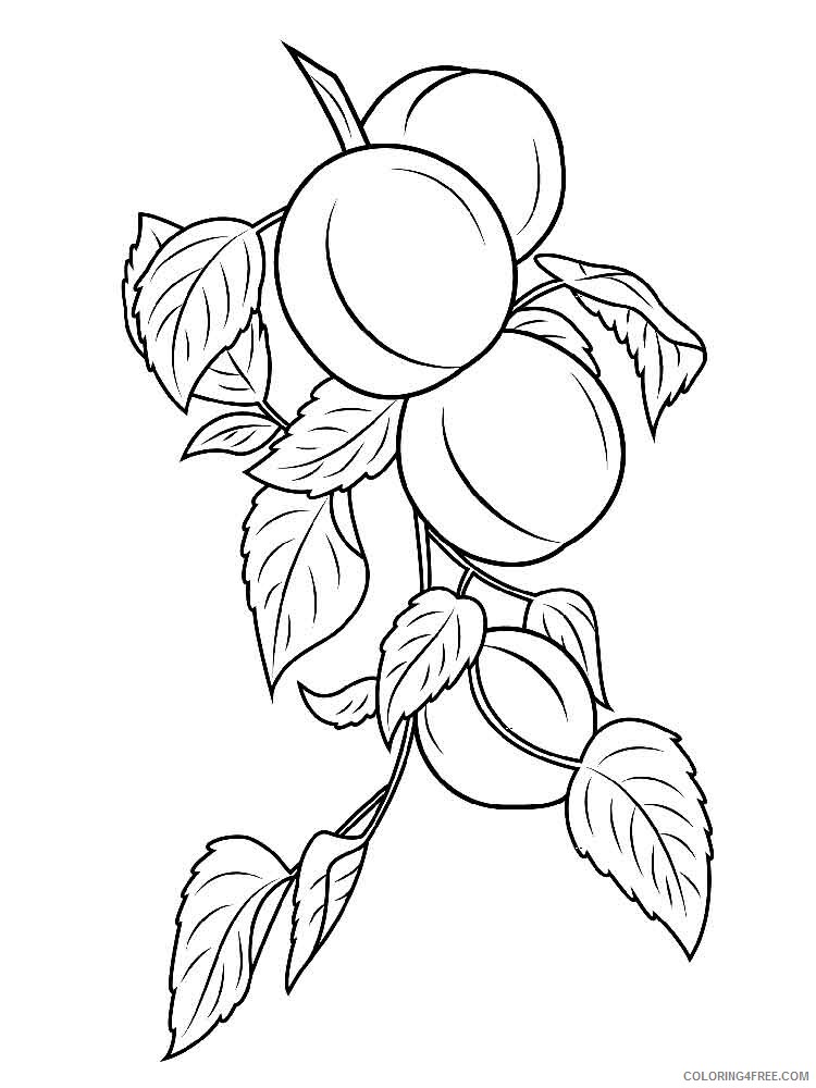 Apricot Coloring Pages Fruits Food Apricot fruits 7 Printable 2021 057 Coloring4free