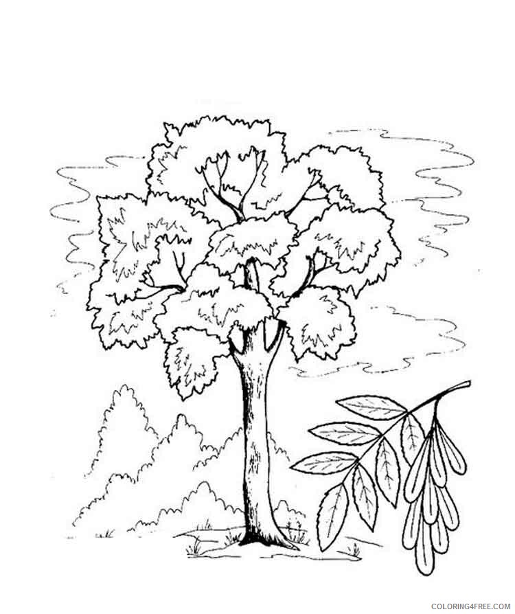 Ash Tree Coloring Pages Tree Nature ash tree 2 Printable 2021 517 Coloring4free