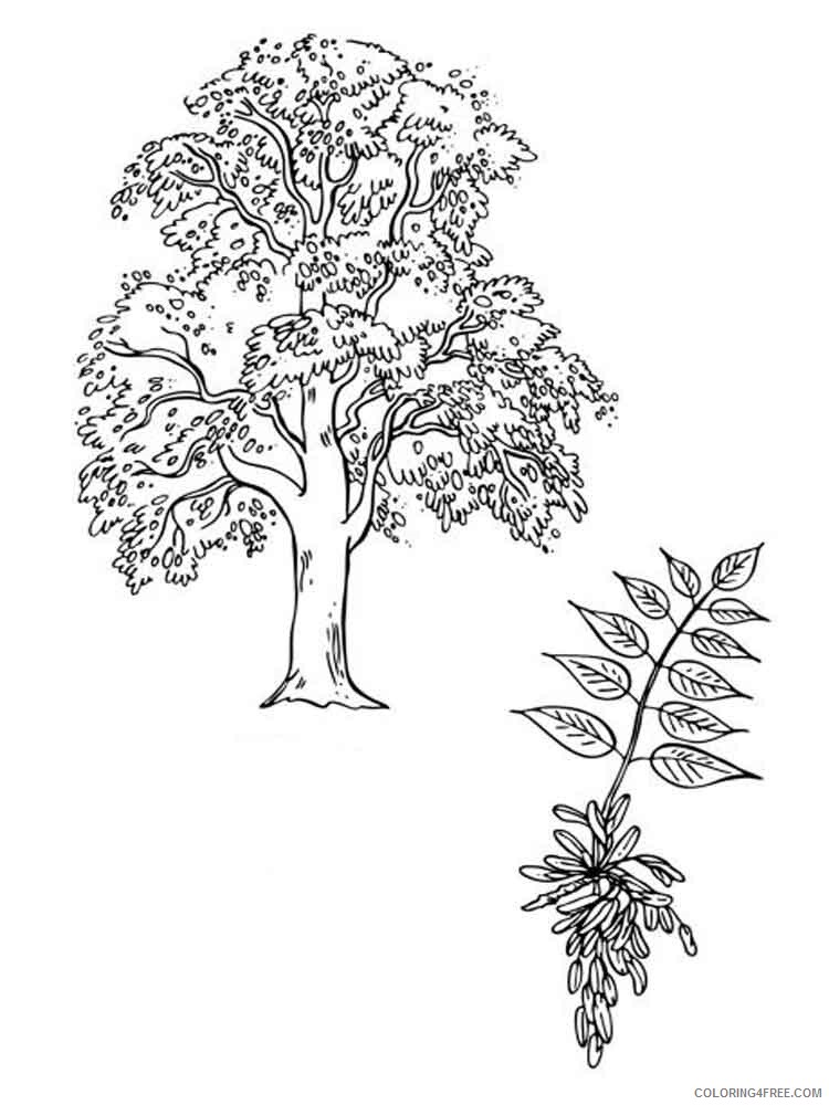 Ash Tree Coloring Pages Tree Nature ash tree 3 Printable 2021 518 Coloring4free