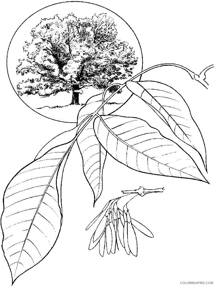Ash Tree Coloring Pages Tree Nature ash tree 4 Printable 2021 519 Coloring4free