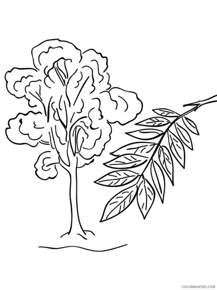Ash Tree Coloring Pages Tree Nature ash tree 5 Printable 2021 520 Coloring4free