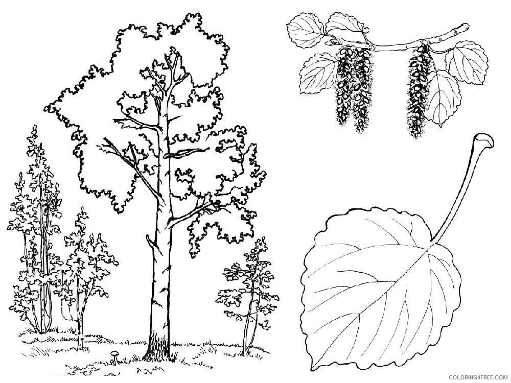 Aspen Tree Coloring Pages Tree Nature aspen tree 2 Printable 2021 522 Coloring4free